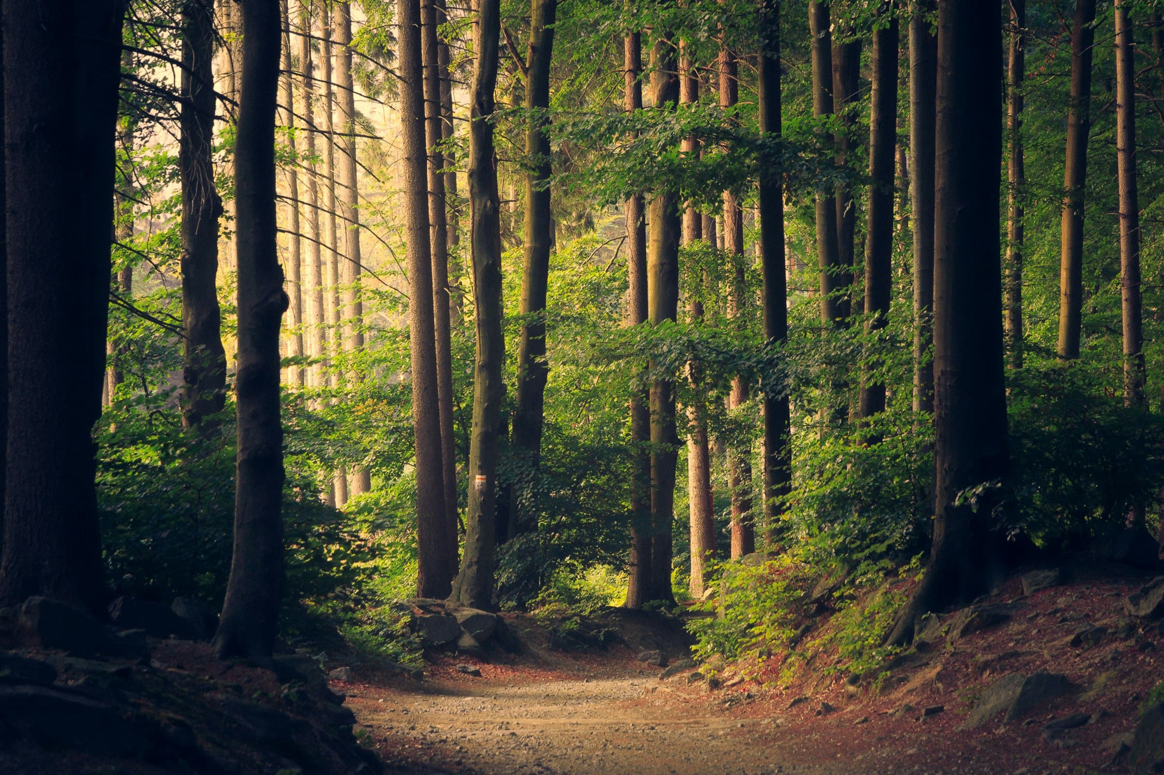 Tree Service work in North Carolina